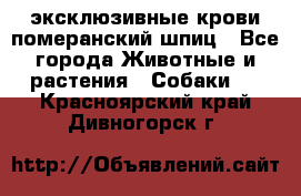 эксклюзивные крови-померанский шпиц - Все города Животные и растения » Собаки   . Красноярский край,Дивногорск г.